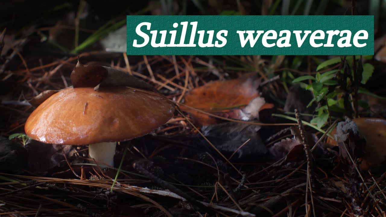 Identifying Suillus weaverae / Suillus lactifluus / Suillus granulatus