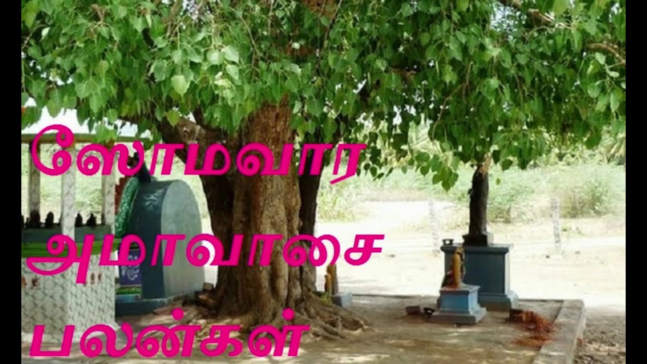 ArasaMaram Pradhikshanam | அரசமரம் ப்ரதிக்ஷனம் | TAMIL