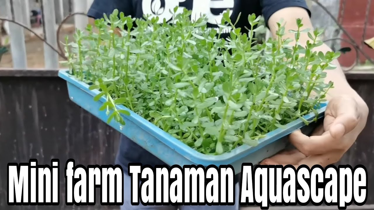 #226 Membuat mini farm Tanaman Aquascape dirumah