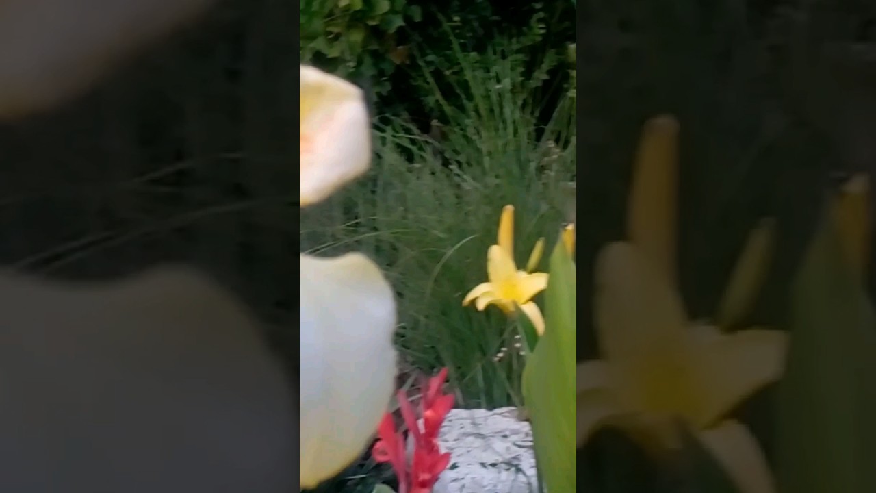 cveće#kane#garden