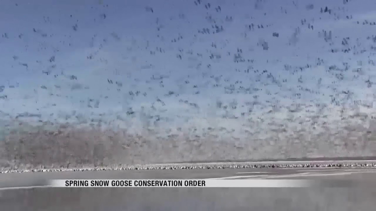 Spring Snow Goose Conservation Order