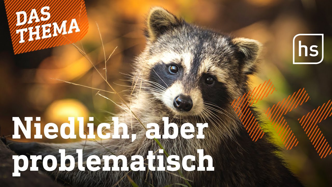 Waschbären jagen bedrohte Tiere | hessenschau