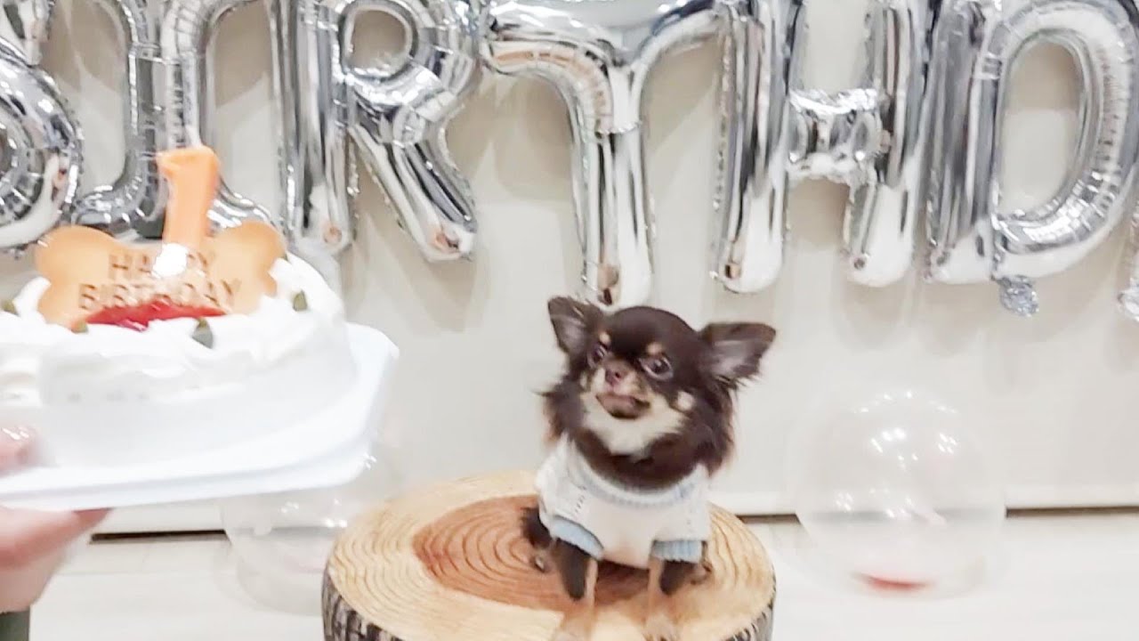 愛犬の誕生日をケーキでお祝いしたチワワのうりくまる