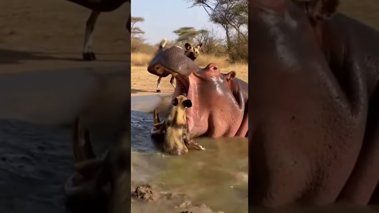 Baby Hyena Made a Fatal Mistake&hellip; Hippo Charges 😳
