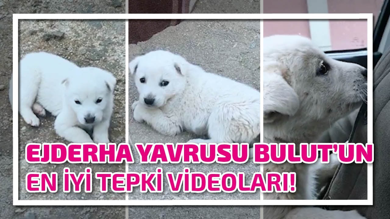 EJDERHA YAVRUSU BULUT'UN EN İYİ TİKTOK VİDEOLARI! #1