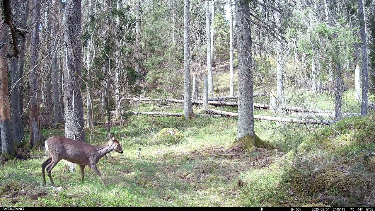 Wolfang WT03 Trail Cam: Roe Deer, Tyresta Naturreservat
