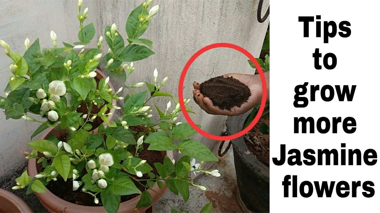 మల్లె మొక్క ఎక్కువ పూలు పూయలంటె...ఇలా చేయండి || How to grow more Jasmineflowers in telugu