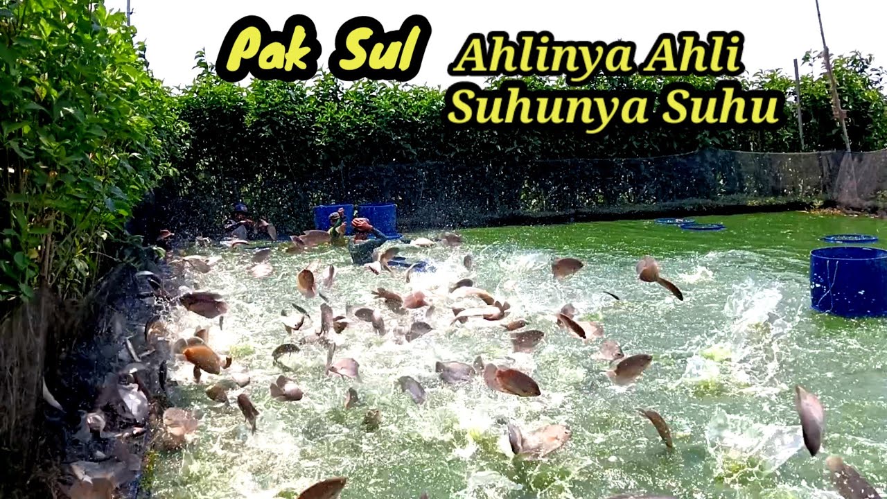 🔴Panen di kolam suhu Samsul  tebar padat kapasitas 3500 diisi 5000 ekor begini jadinya ‼️