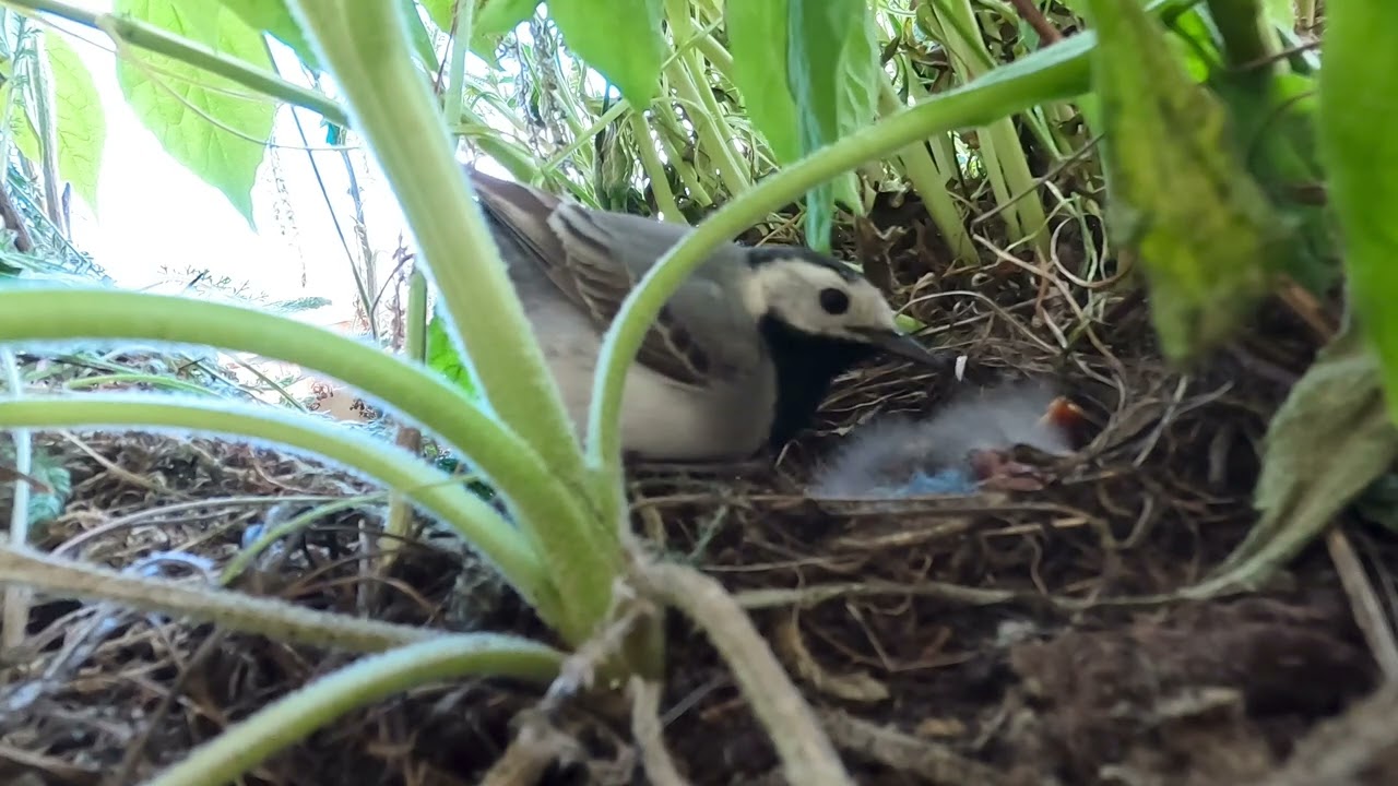 De maceta al cielo: Pequeñas lavanderas que alegran nuestra terraza