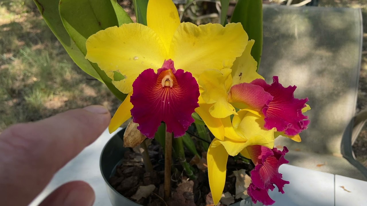 Show & Tell - Rlc. Alma Kee `Tipmalee´ & C. Magairlin
