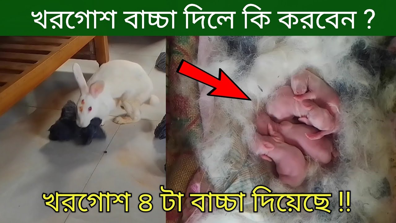 খরগোশ বাচ্চা দিলে কি করবেন |খরগোশ পালন | Baby Rabbit Care | Khorgos Palon