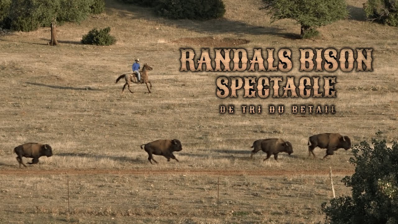 Randals Bison : le spectacle du tri du bétail