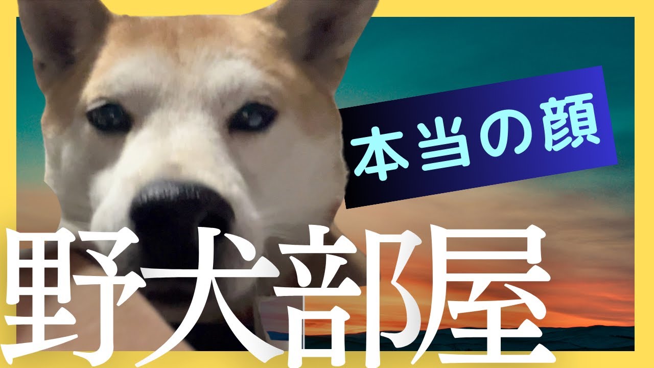 外では見せない元九州野犬ポチの素顔をお見せします❤️