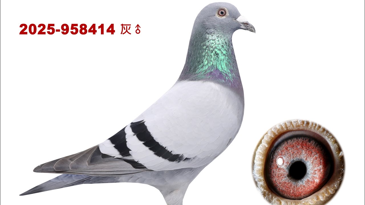 2026年震豐鴿舍-李忠哲，新春特別拍賣會2025-958414灰公，父親本身青田春季綜合冠軍，母親林園17位（同窩完翔領大獎）。#震豐鴿舍#李忠哲#恆盟賽鴿網#pigeon 