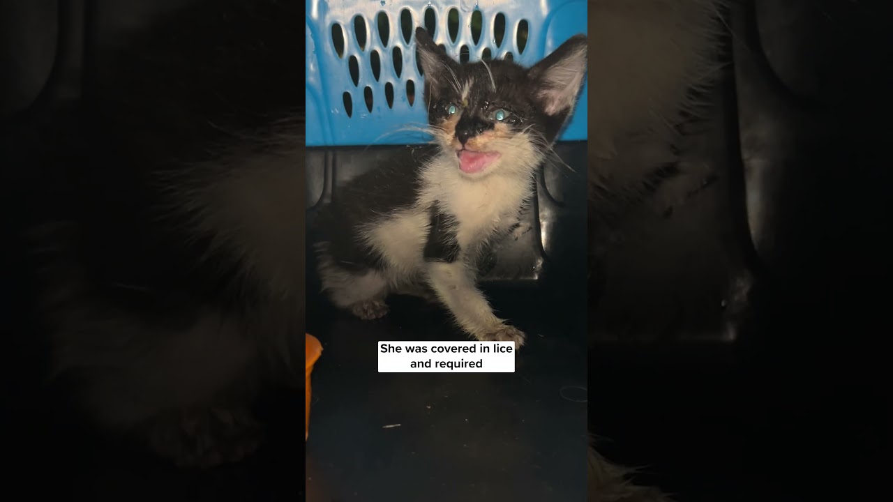 Rescuing a kitten from a sewer drain