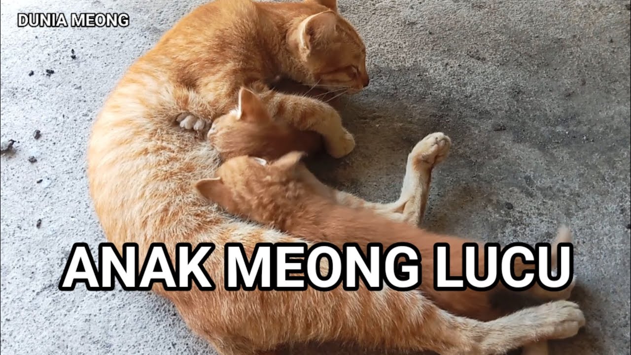 ANAK MEONG LUCU