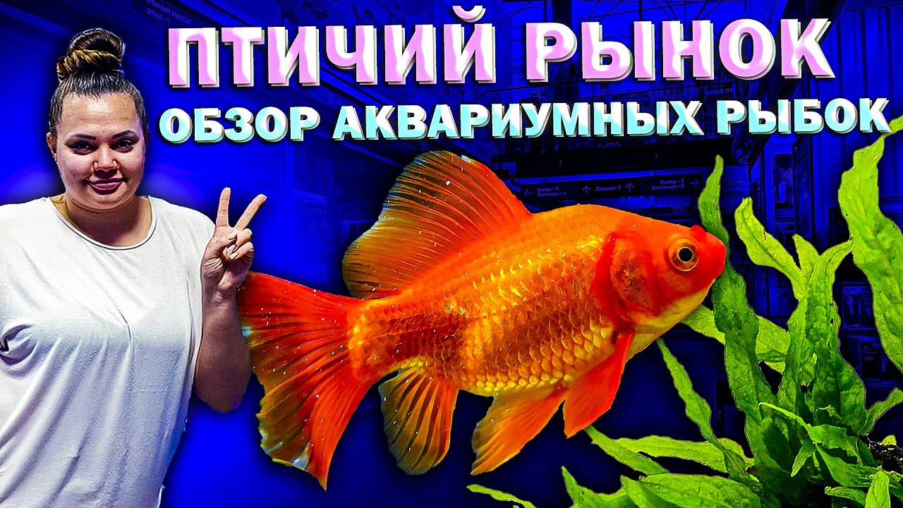 Новый Птичий рынок! Обзор павильонов с рыбками, растениями и оборудованием для аквариума