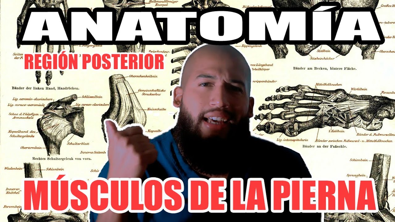 ANATOMÍA  - MÚSCULOS de la región POSTERIOR de la PIERNA (Origen, Inserción, Acción, Inervación)