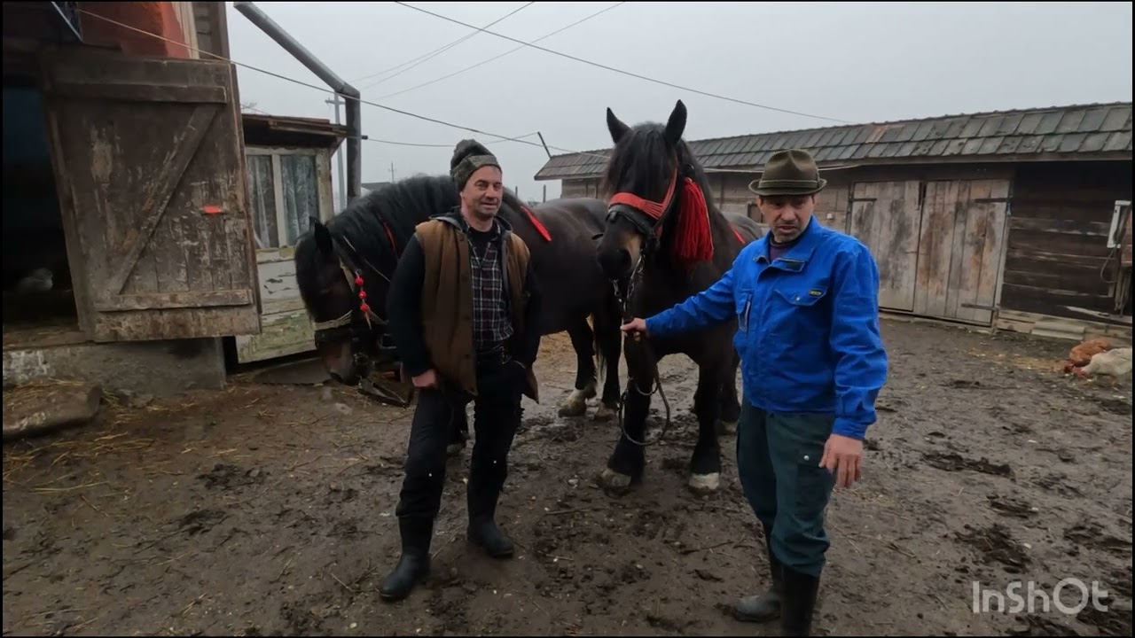 CAI SEMIGREI ROMÂNEȘTI A LUI FLORIN ȘI NELU PURA DIN CAȚCAU .CLUJ