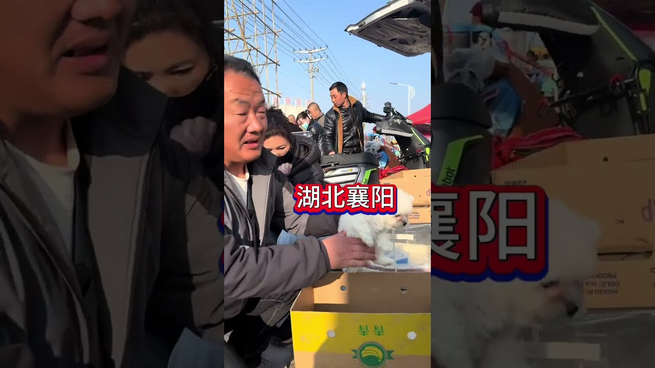 韩系比熊王炸登场！爆毛小天使再现人间精品！