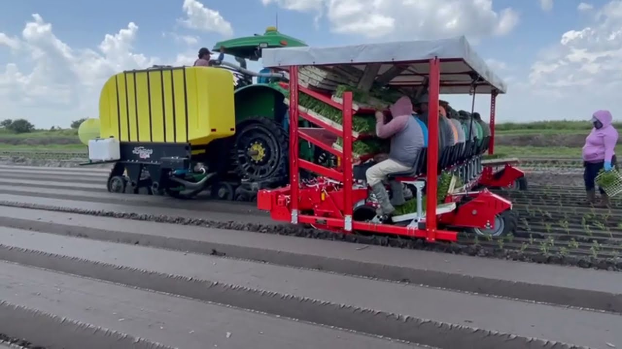 CHECCHI & MAGLI - BABY COMPACT 12 ROWS - Celery Transplanter FLORIDA