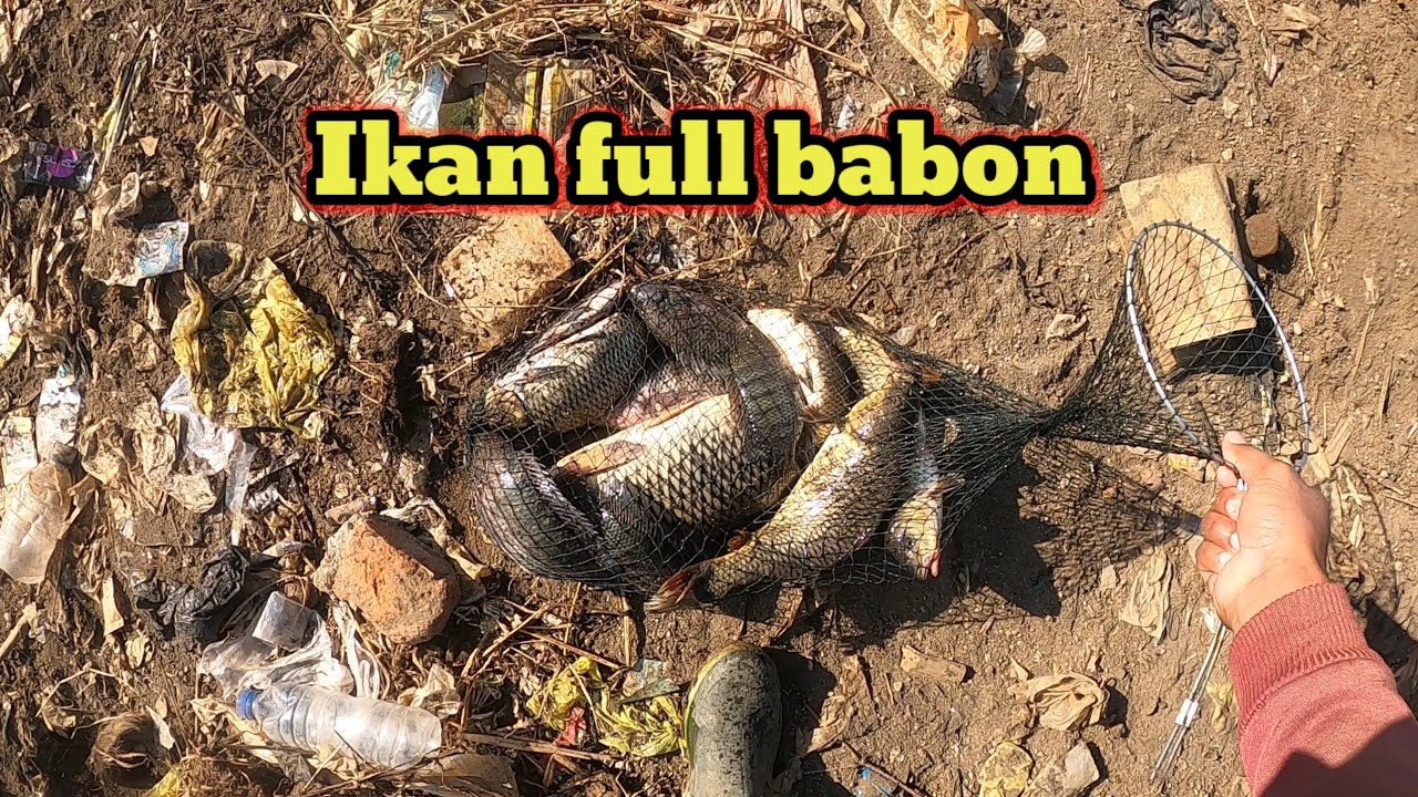 Spot Viral ‼️1 hari panen tombro di spot ini saat air turun ‼️