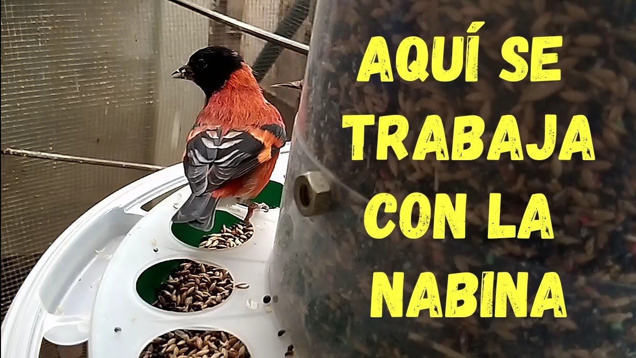 SACANDO PETRÓLEO DE UNA SIMPLE MIXTURA PARA CANARIOS.