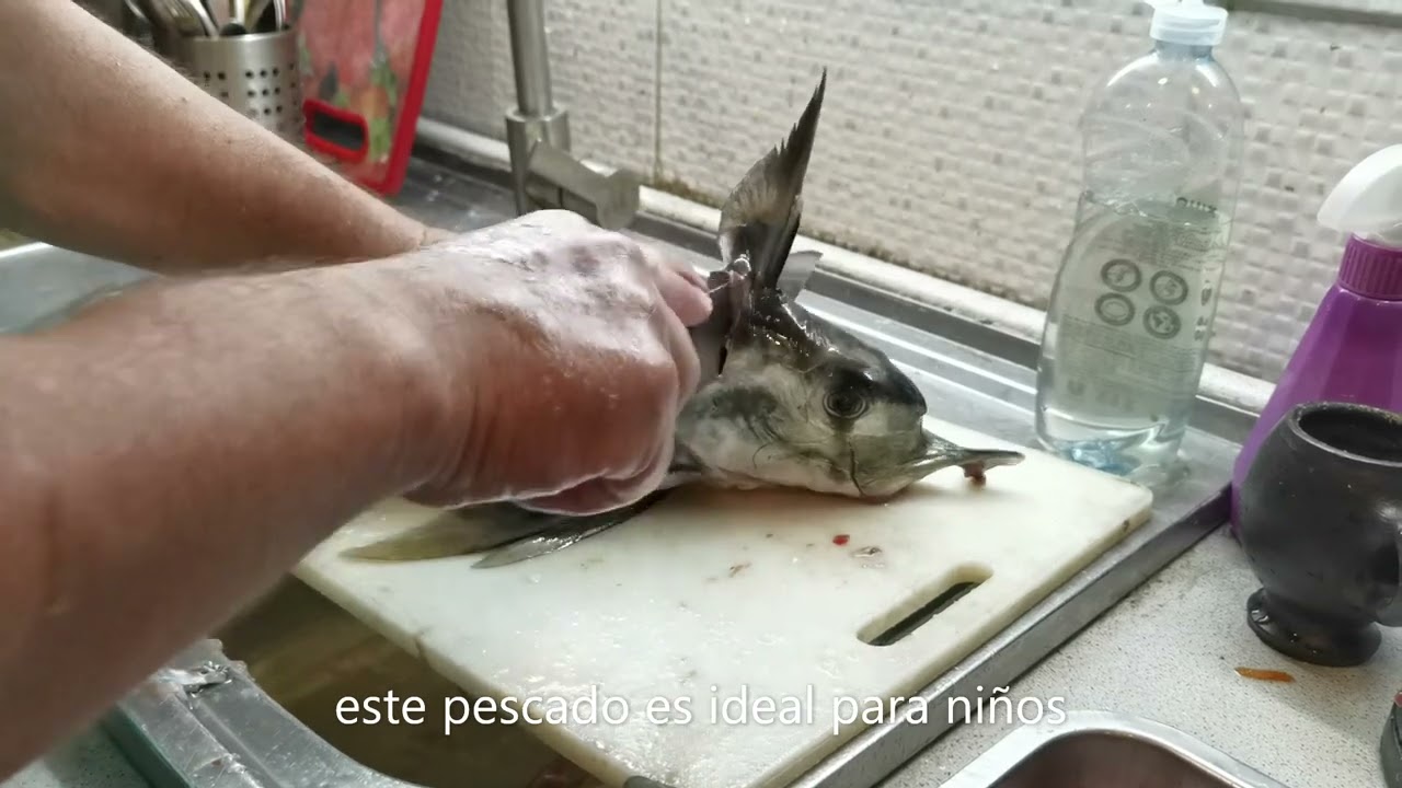 Pejegallo o pez elefante