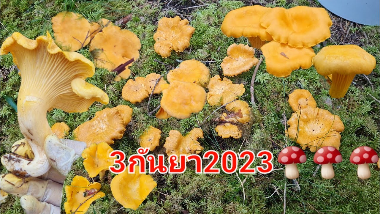 เห็ดเหลืองดอกอวบๆขาตันสวยงามเต็มป่า🍄🍄 เก็บไม่หมดป่าสักทีเดี๋ยวพี่มาใหม่นะ💚💚🤣🤣🤣