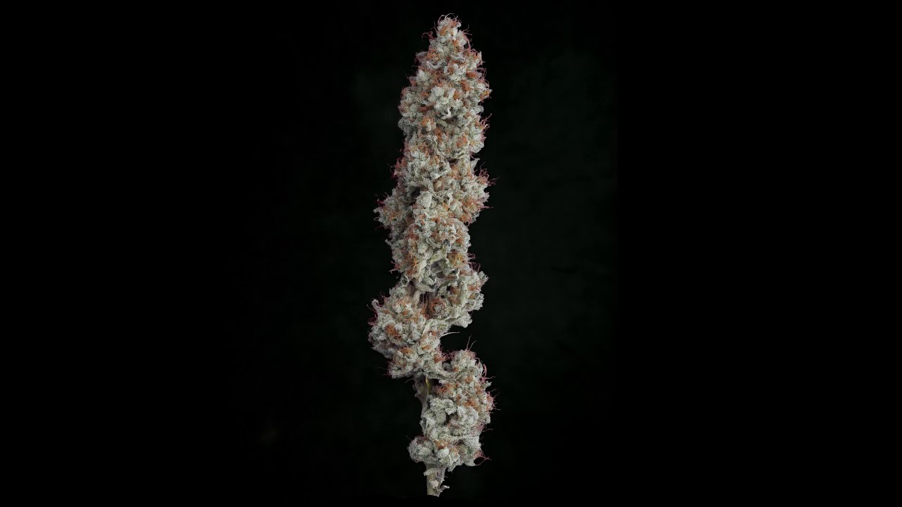 360 CANNABIS FLOWER USING HIGH MAGNIFICATION FOR GREASE DEVELOPMENT.