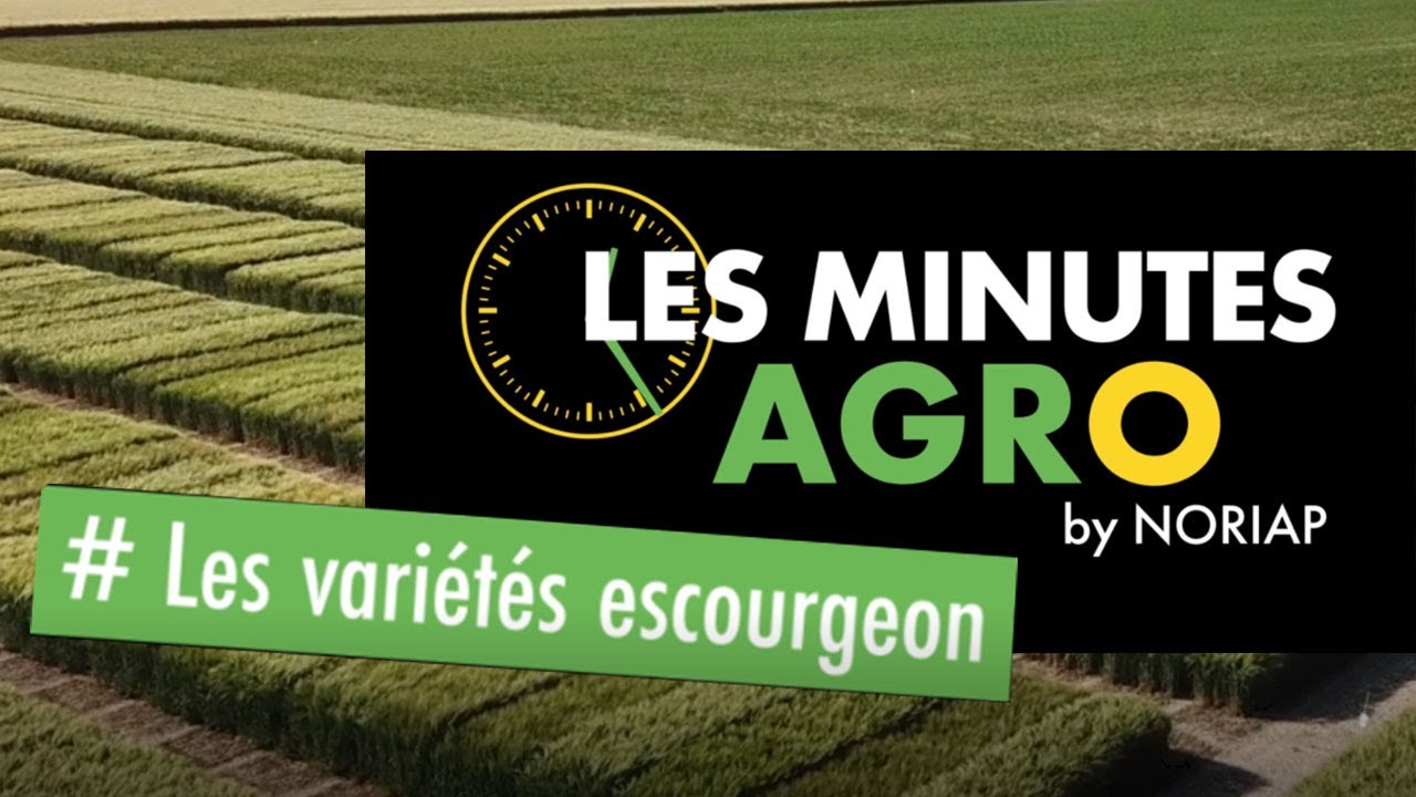 NORIAP - LES MINUTES AGRO - VISITES DES ESSAIS NOUVELLES VARI&Eacute;T&Eacute;S ESCOURGEON