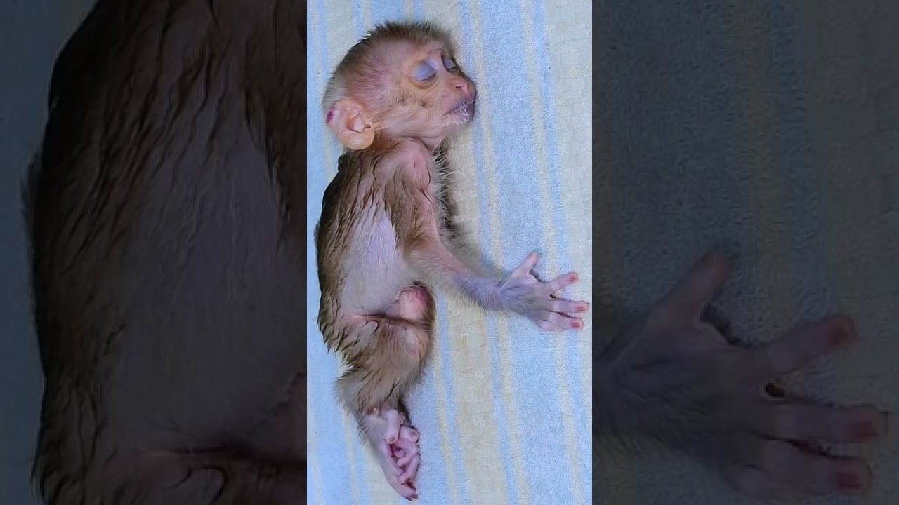 So stranger baby Monkey ROjo Sleeping
