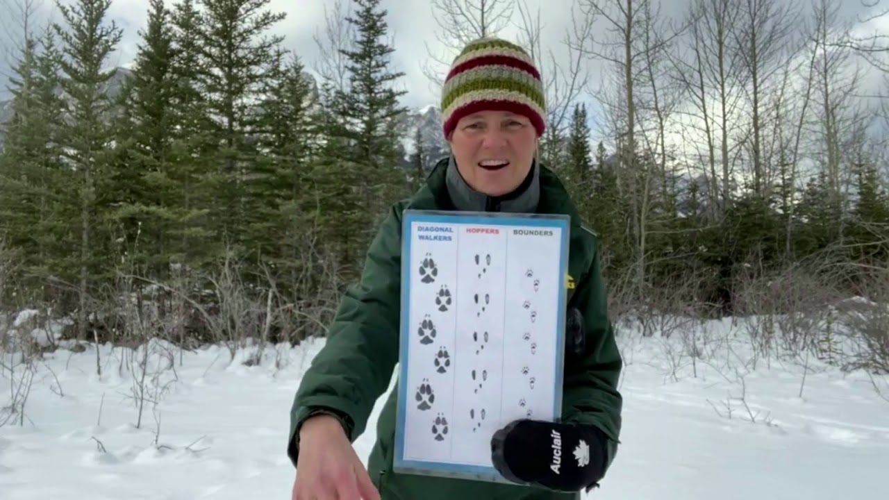 Winter Wildlife Tracking