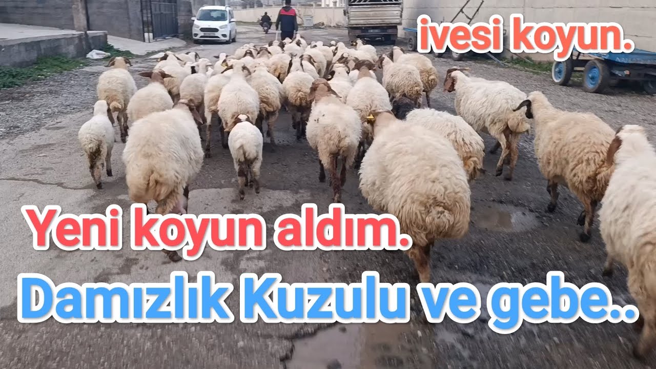 Damızlık ivesi koyun aldım. Kuzulu ve gebe karışık.