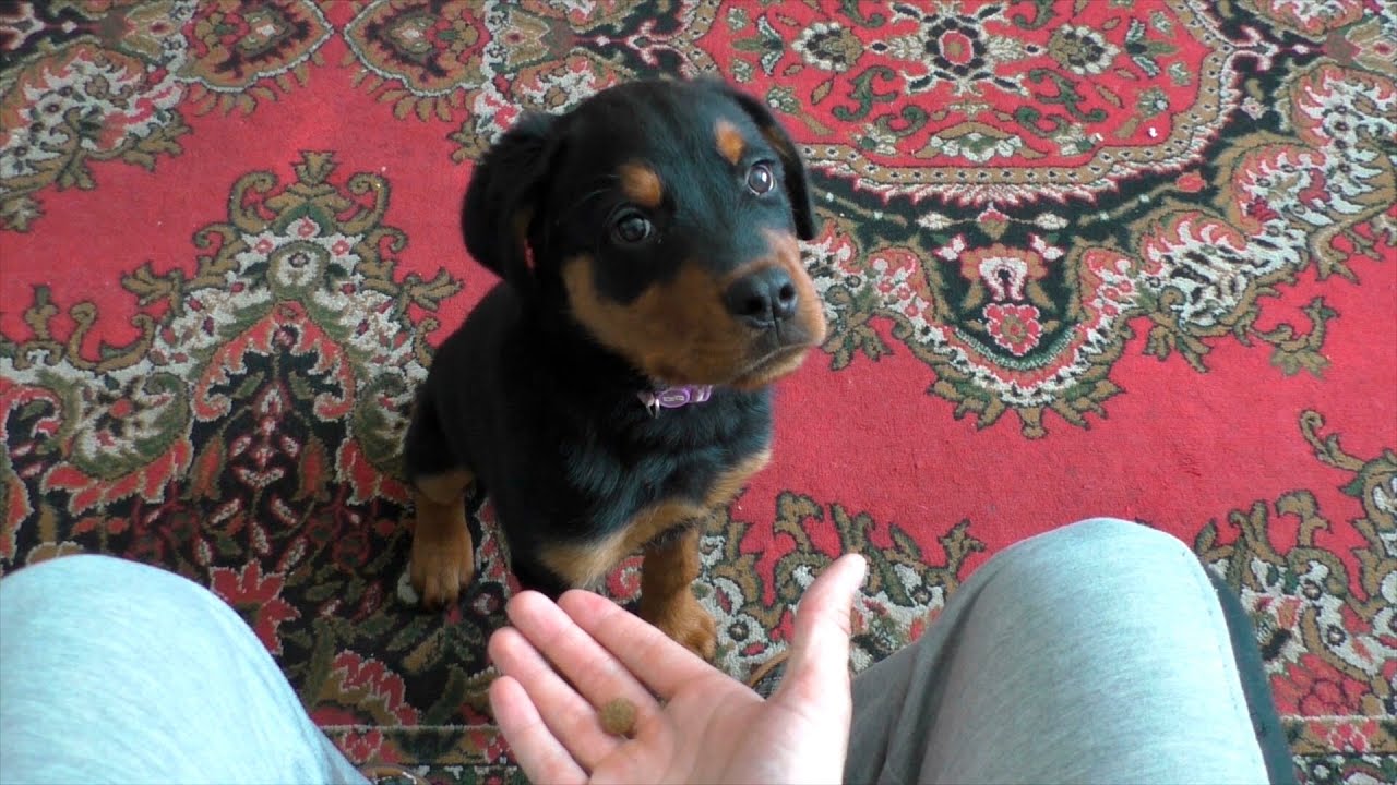 Когда начинать дрессировать щенка? Ответ на вопрос Сергея. Ротвейлер, Питбуль, Стаффорд, Хаски