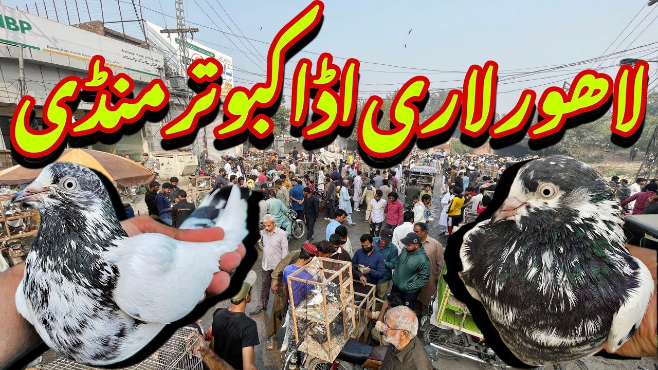 لاھور لاری اڈا کبوتر منڈی - Lahore Lari Adda Kabootar Mandi Latest Update