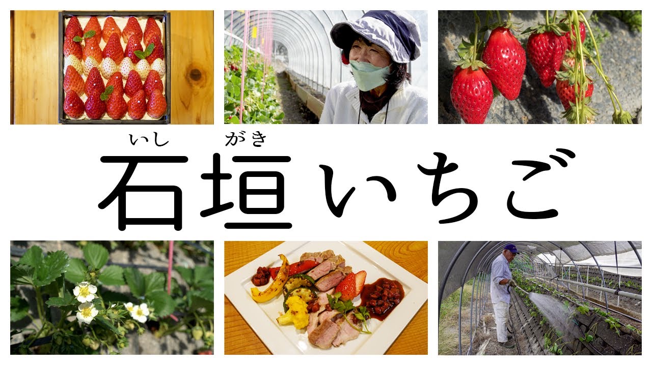 石垣いちご （Full）