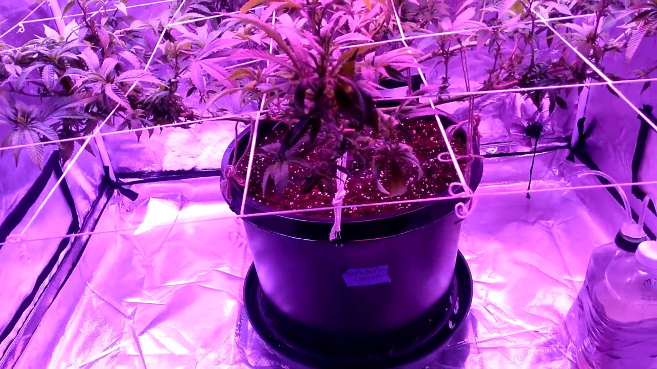 Purple Bubba Chunk trained 3x4 tent grow