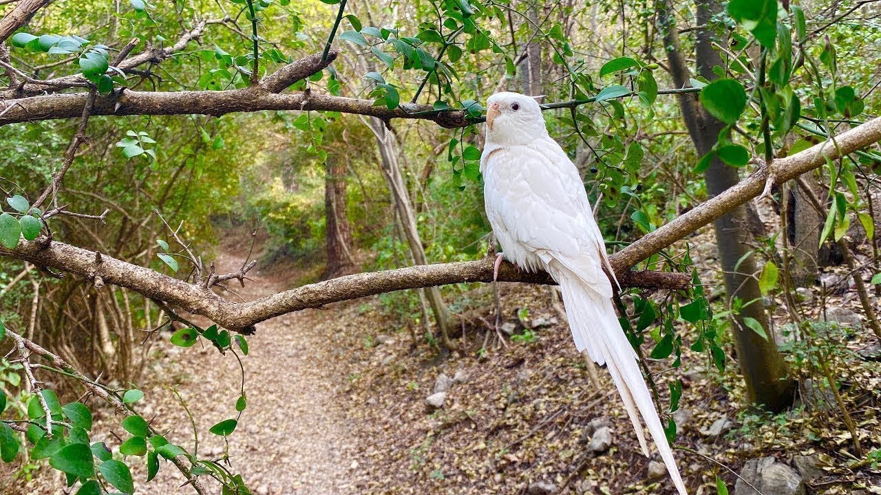 Best Cockatiel Relaxing Sounds - Cockatiel Singing