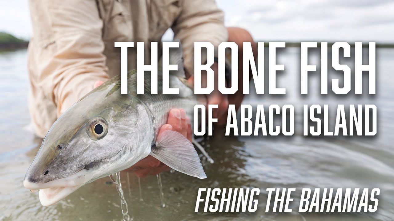 The Bone Fish of Abaco Island - Bahamas