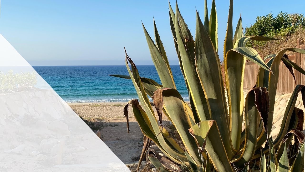 E0040 Agave americana الاجاف الامريكي
