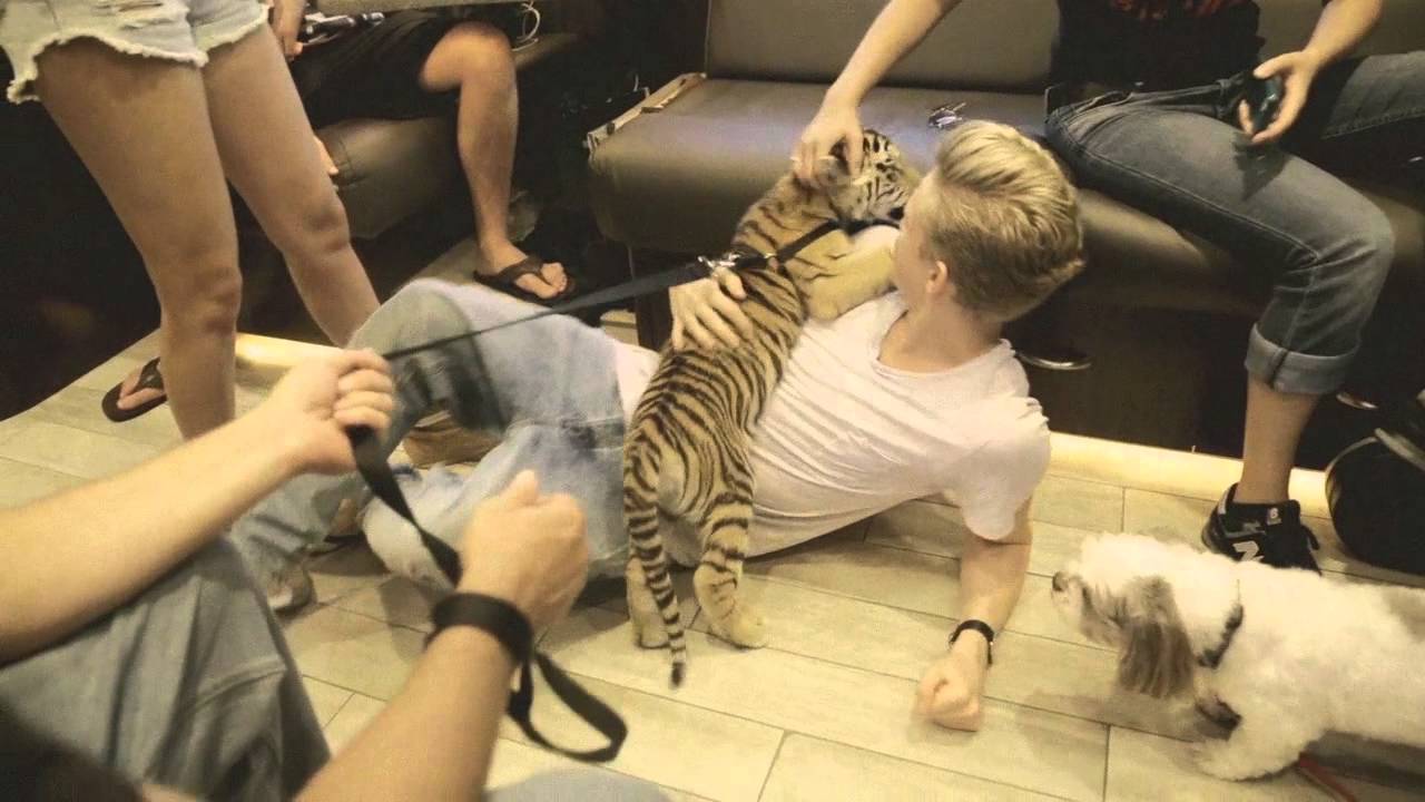 Cody Simpson got a tiger in his tour bus