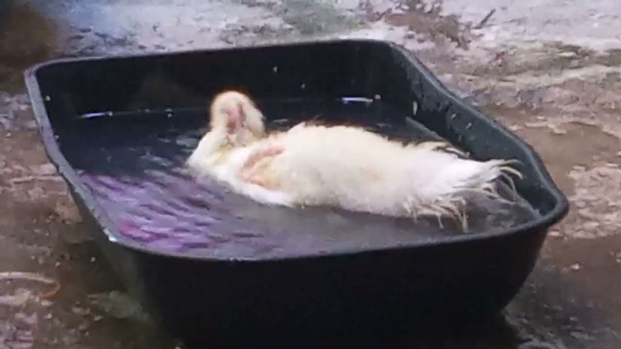 Filhote de patos se refresca na banheira