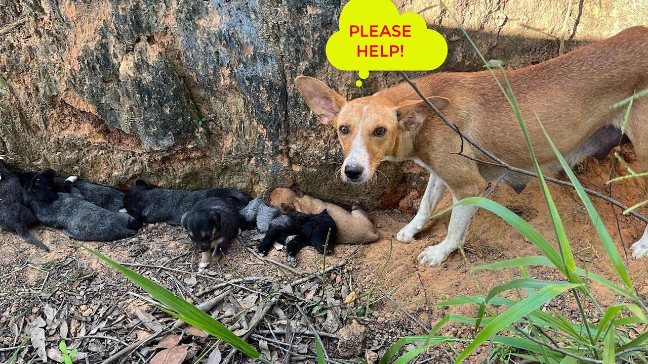 They abandoned this mother with her babies beside busy road, who walking on and begging for help