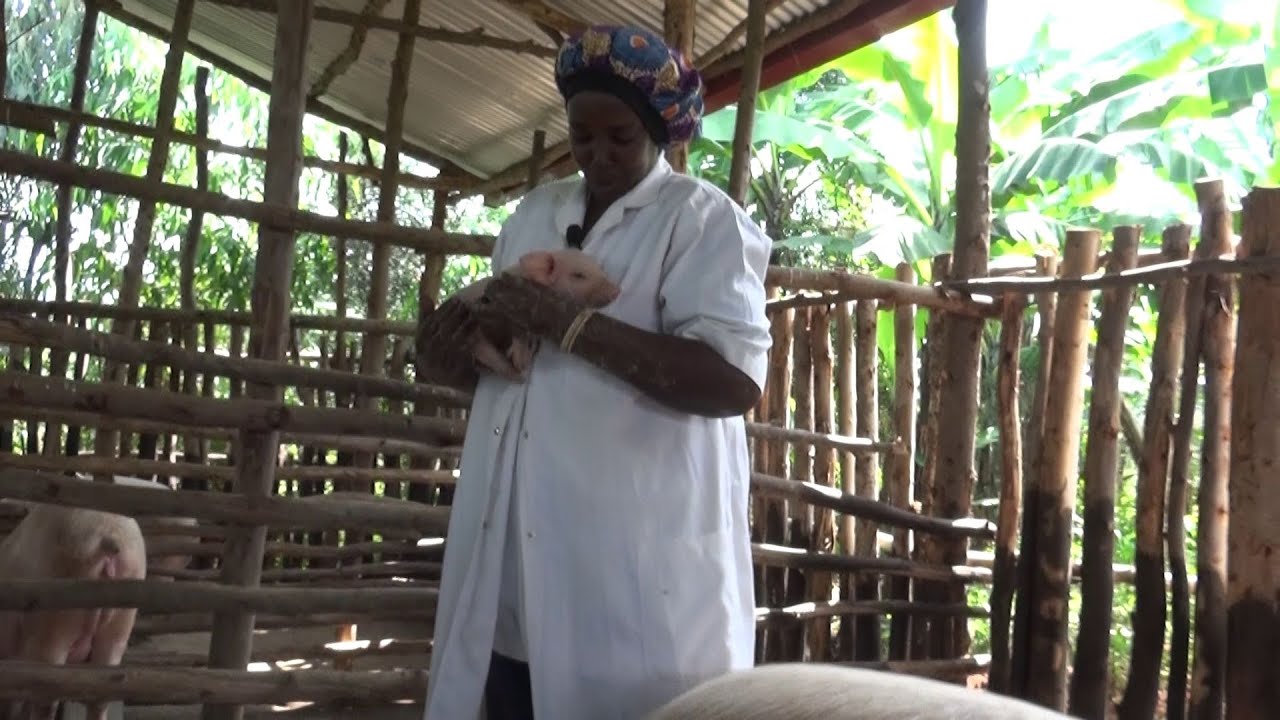 INGURUBE Yatinyutse Aho Abandi Batinya: Umudamu Wahinduye Ubworozi bw’Ingurūbe Inkomoko yIterambere