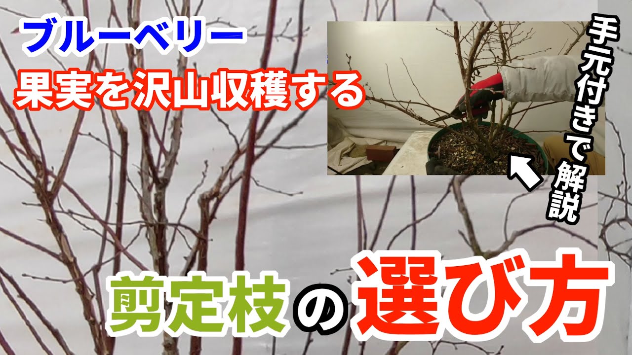 【ブルーベリーの剪定】世界で２番目にわかりやすい blueberry pruning