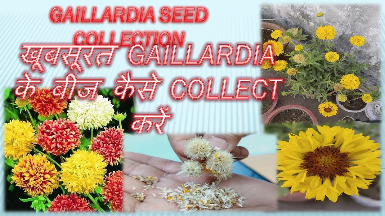 Gaillardia seeds collection,gaillardia के फूलों केबीज कैसे कलेक्ट करें,howto collect gaillardia seed