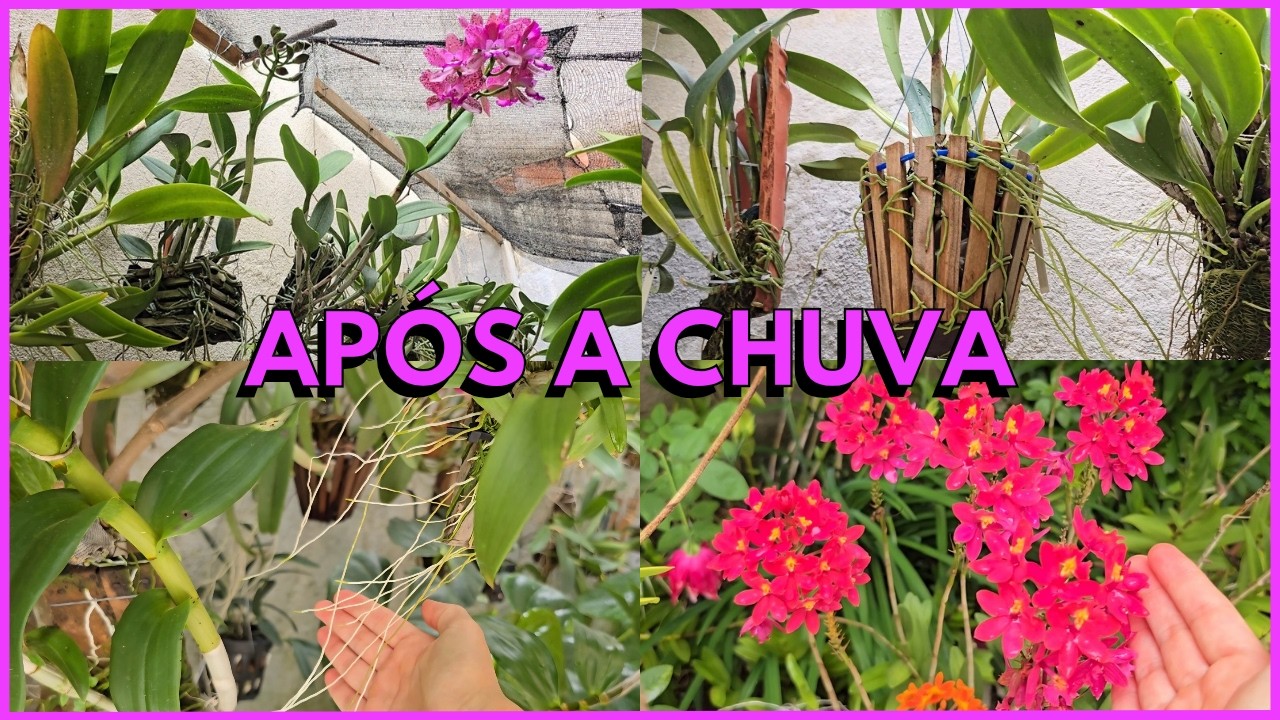 TOUR NAS ORQUÍDEAS APÓS UMA NOITE DE CHUVA ☝️🥰