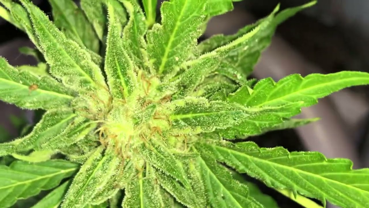 Amnesia de BSF seeds