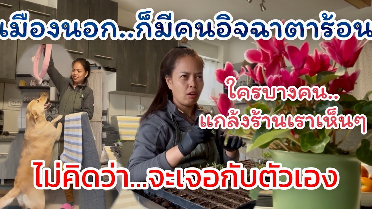 EP.742| จะแกล้งพวกเราทำไม ? ไม่นึกว่า เจอกับตัวเอง  เมืองนอกก็มีคนอิจฉาตาร้อน น่ะ